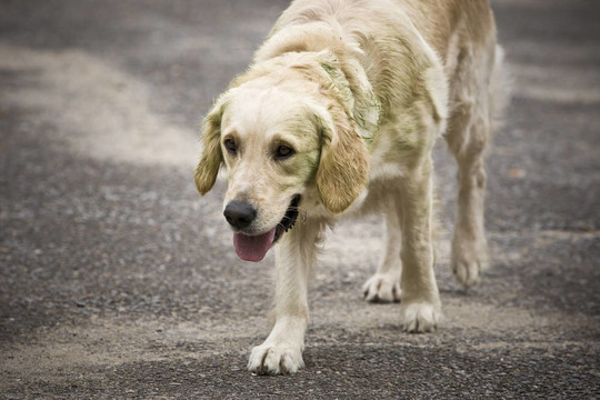 金毛獵犬