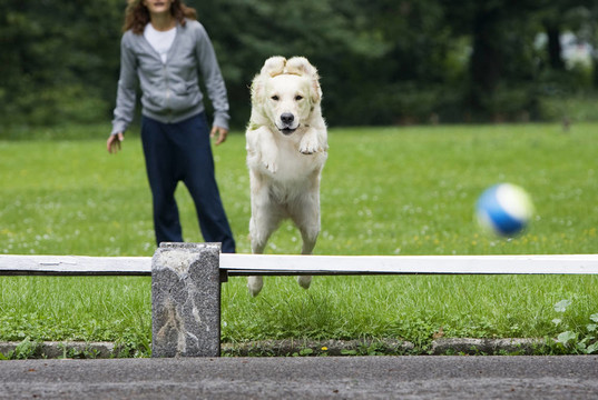 金毛獵犬跳躍
