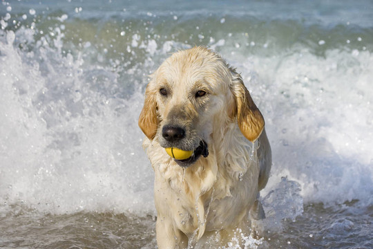 金毛獵犬