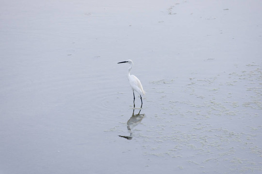 水的鳥