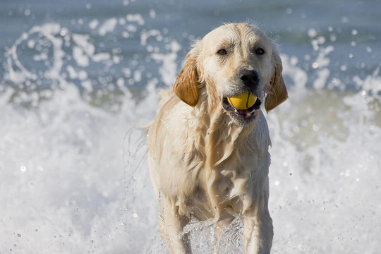 金毛獵犬