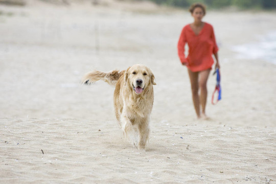 金毛獵犬散步