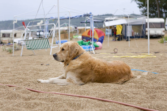 金毛獵犬