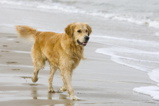 金毛獵犬