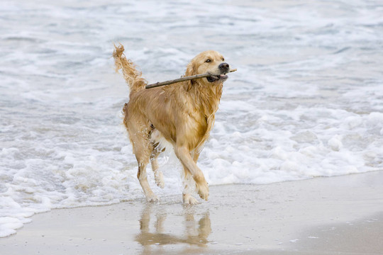 金毛獵犬