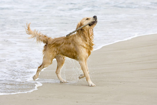 金毛獵犬