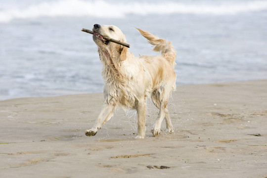 金毛獵犬