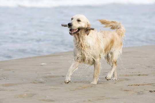 金毛獵犬