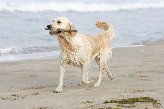 金毛獵犬