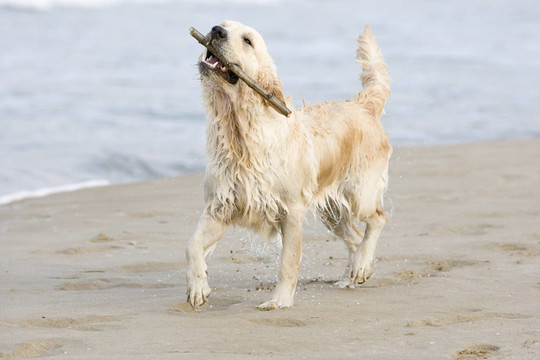 金毛獵犬