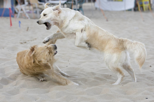 兩黃金獵犬