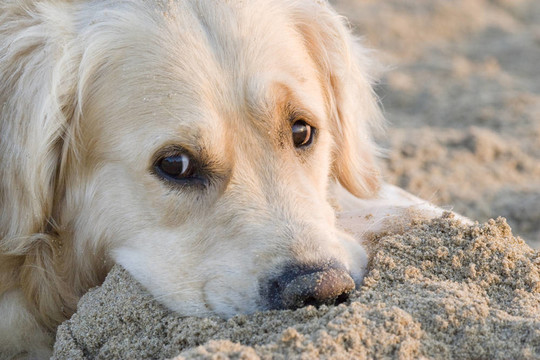 金毛獵犬