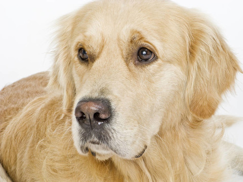 金毛獵犬