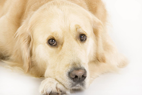金毛獵犬