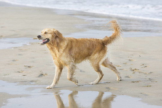 金毛獵犬散步