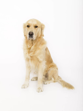 金毛獵犬