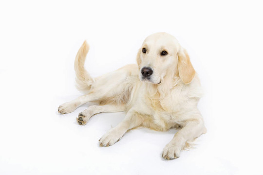 金毛獵犬