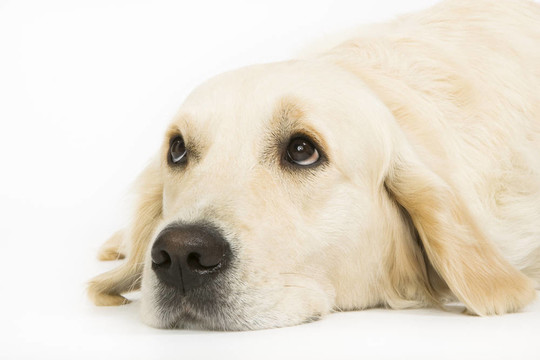 金毛獵犬