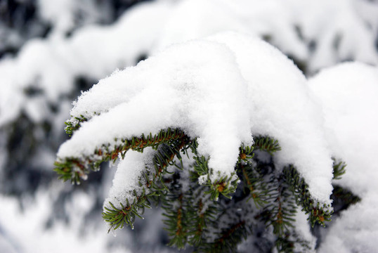 被雪覆蓋的冷杉樹枝2