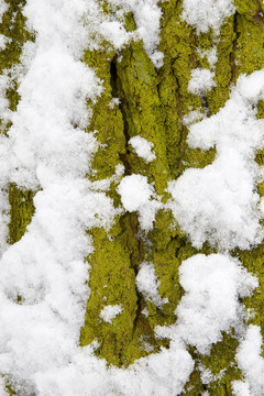 樹上覆蓋著綠色苔蘚和雪。