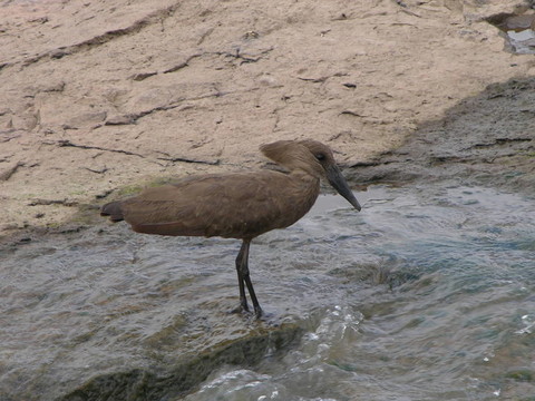 Hamerkop在克魯格公園
