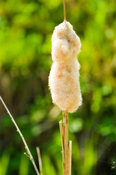 野草