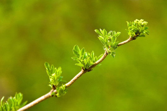野生植物