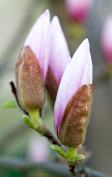 木蘭樹花蕾