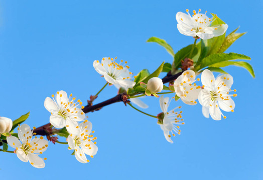 開(kāi)花的樹(shù)枝