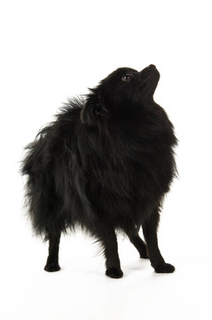 博美犬