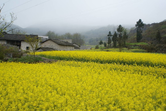 農(nóng)舍和黃色的花卉農(nóng)場