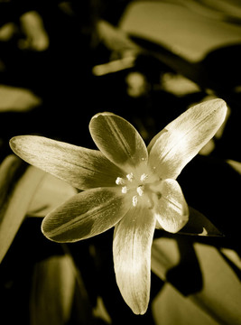 花