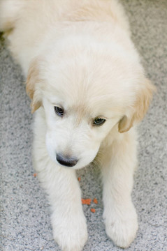 小狗的金毛獵犬