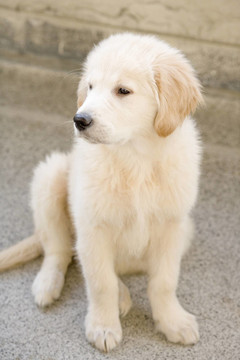小狗的金毛獵犬
