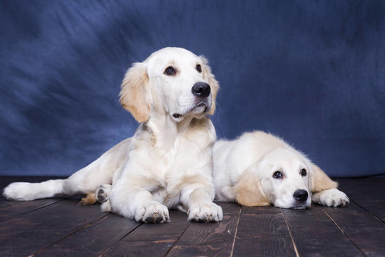 小狗的金毛獵犬