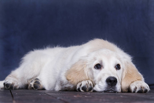 金毛獵犬