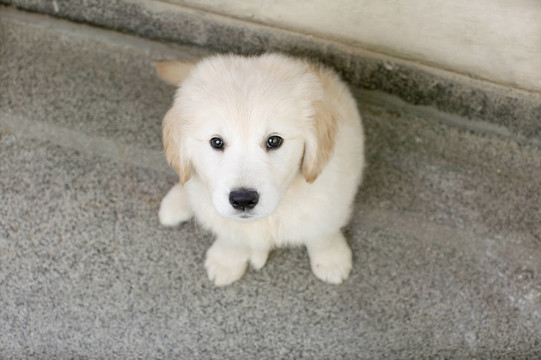 小狗的金毛獵犬