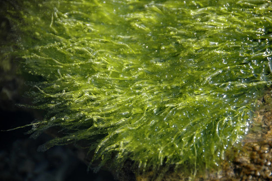 綠色的背景