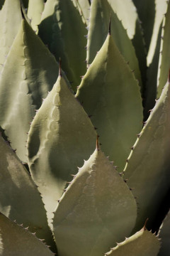 龍舌蘭仙人掌在Desert
