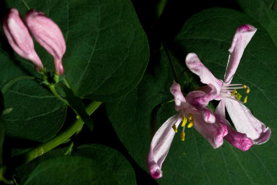 對(duì)Flowers