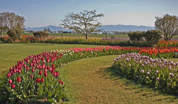 弧形郁金香花園