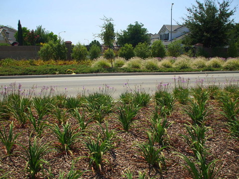 路旁植樹