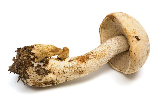 新鮮和美麗的蘑菇