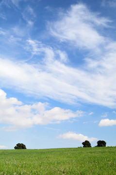 綠地與天空背景