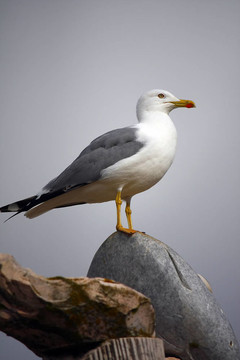 鳥在上面