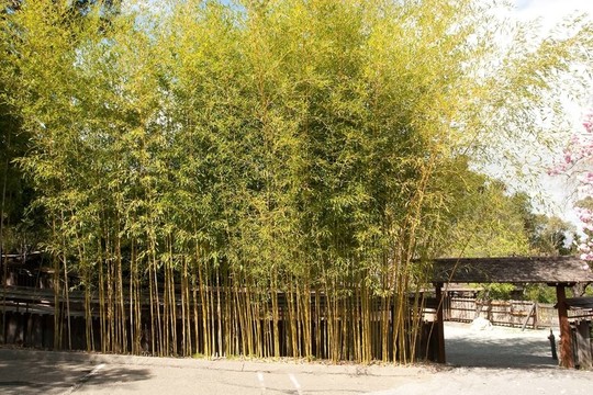 Hakone花園