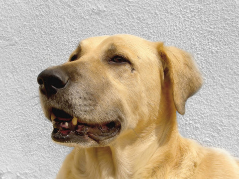 狗的頭