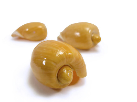 三貝殼