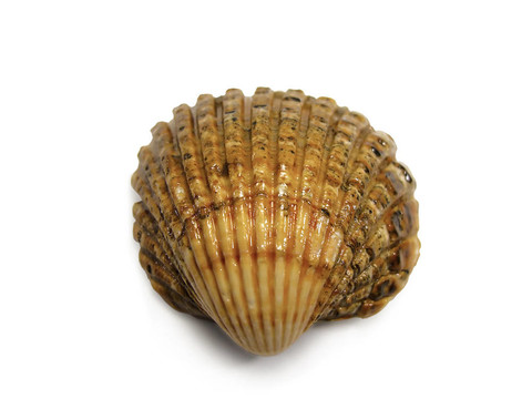 海扇貝殼