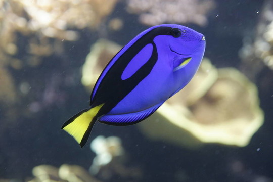異國情調(diào)的魚